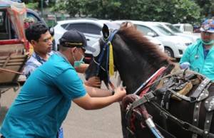 Pemprov DKI Jakarta Beri Perhatian Kuda Delman di Monas